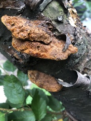 Fuscoporia gilva