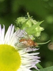 Chrysopilus quadratus