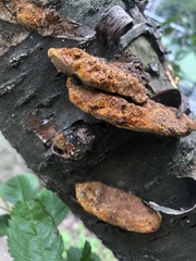 Fuscoporia gilva