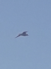 Chroicocephalus ridibundus