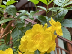 Tecoma stans