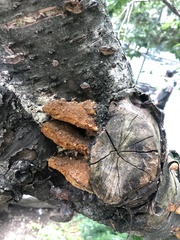 Fuscoporia gilva