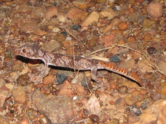 Strophurus ciliaris