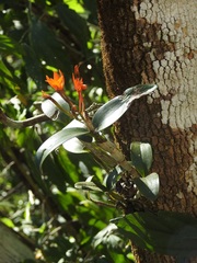 Guarianthe aurantiaca