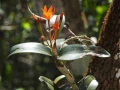 Guarianthe aurantiaca