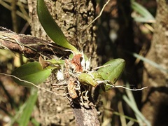 Leochilus oncidioides