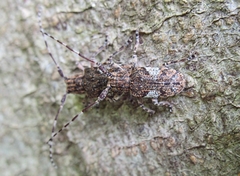 Mesosa nebulosa