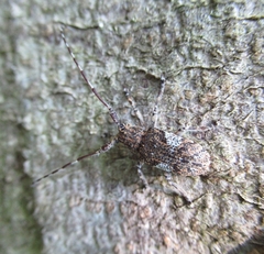 Mesosa nebulosa