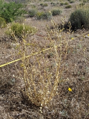 Astragalus mokiacensis