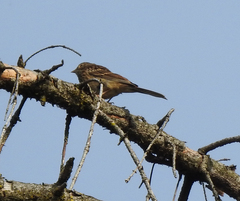 Emberizidae