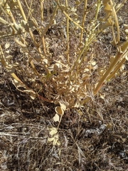 Astragalus mokiacensis