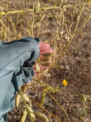 Astragalus mokiacensis