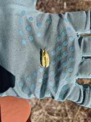 Astragalus mokiacensis