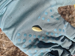 Astragalus mokiacensis