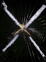 Argiope aemula