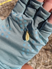 Astragalus mokiacensis