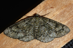 Cleorodes lichenaria