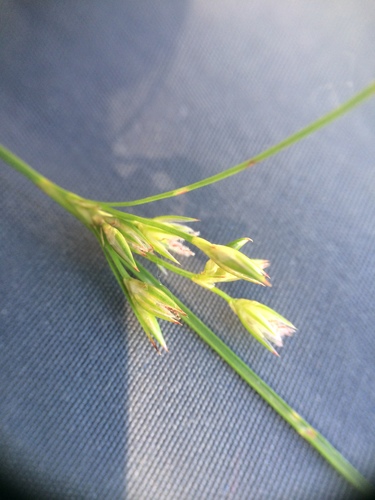 Image of Juncus dudleyi by no rights reserved
