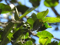 Prunus salasii