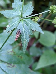 Trypetoptera canadensis