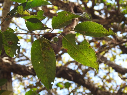 Prunus salasii, photograph 5