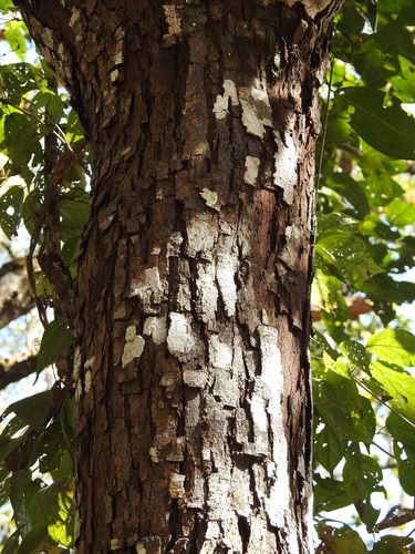 Prunus salasii, photograph 6