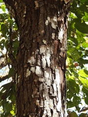 Prunus salasii