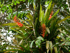 Aechmea bracteata