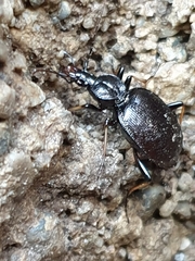 Cychrus attenuatus