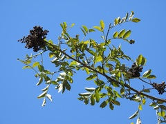 Zanthoxylum quassiifolium