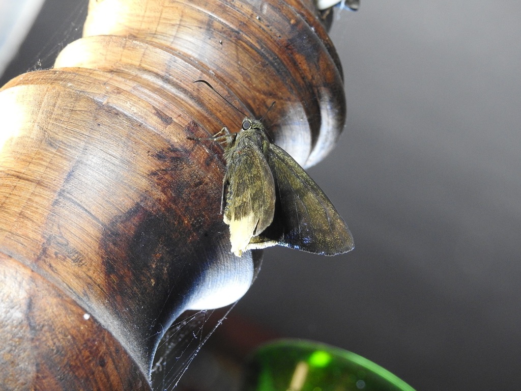 Gold-tufted Skipper