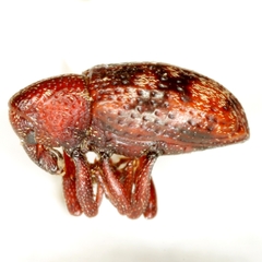 Tyloderma sphaerocarpae