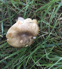Russula pseudopectinatoides