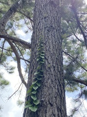 Epipremnum aureum
