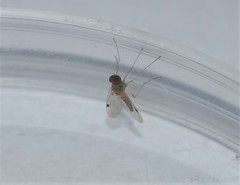 Chrysopilus modestus