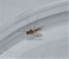 Chrysopilus modestus