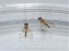 Chrysopilus modestus