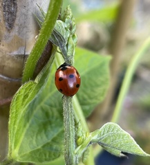 Coccinella septempunctata