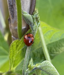 Coccinella septempunctata