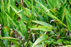 Heliconia marginata