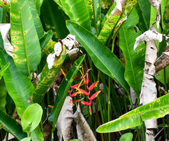 Heliconia marginata