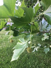 Platanus