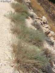 Achillea falcata