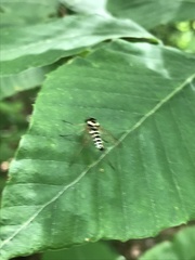 Chrysopilus ornatus