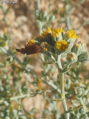 Melyris rostrata