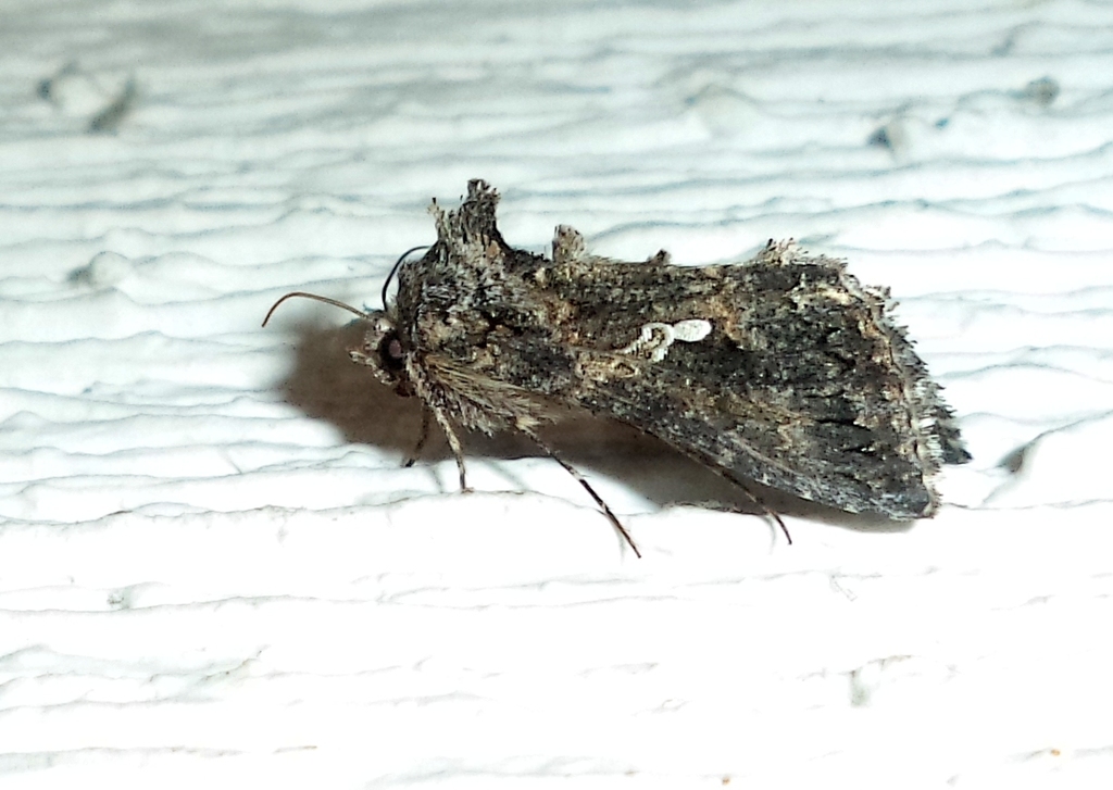 Syngrapha