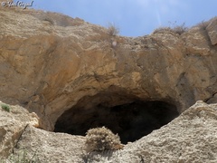 Astragalus bethlehemiticus