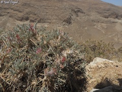 Astragalus bethlehemiticus
