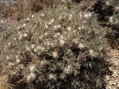 Astragalus bethlehemiticus