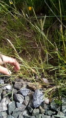 Alopecurus geniculatus